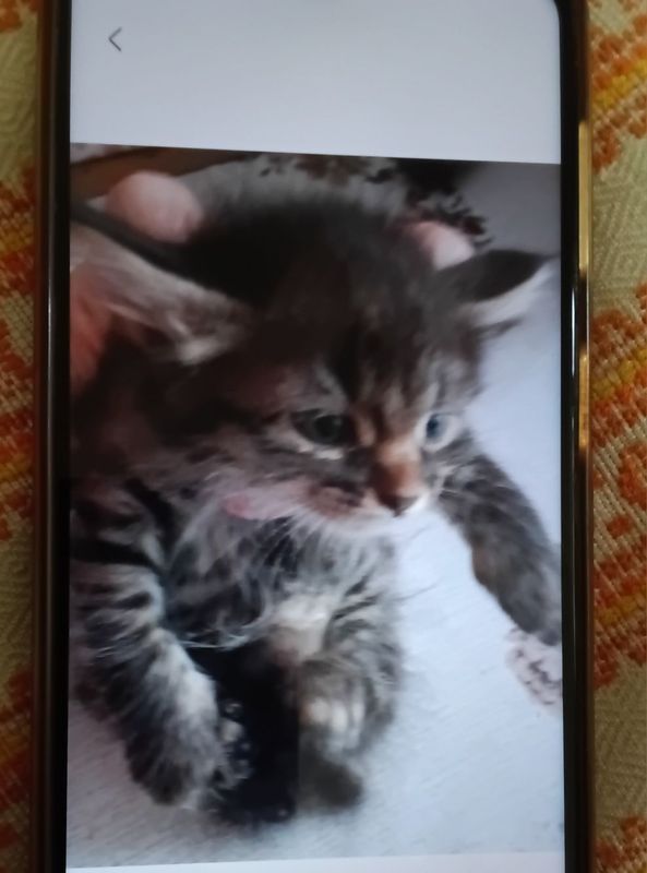 Милашка в любящие руки Милашка в любящие руки