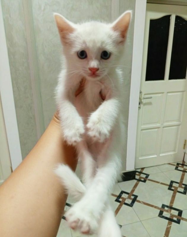 Продам котят белые