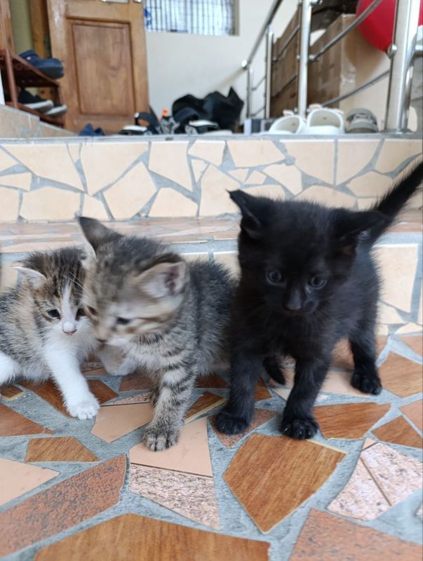 Котёнки в добрые руки! 4 недельные бесплатно Котёнки в добрые руки! 4 недельные бесплатно