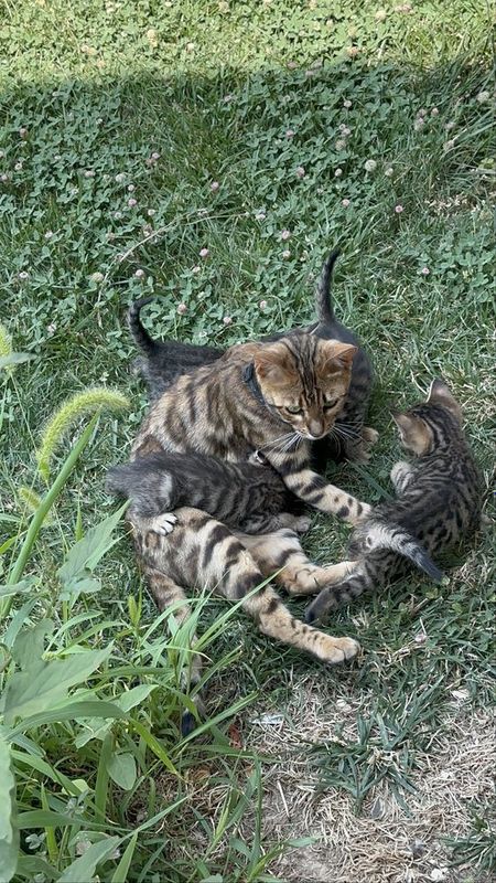 Бенгальские котята Бенгальские котята