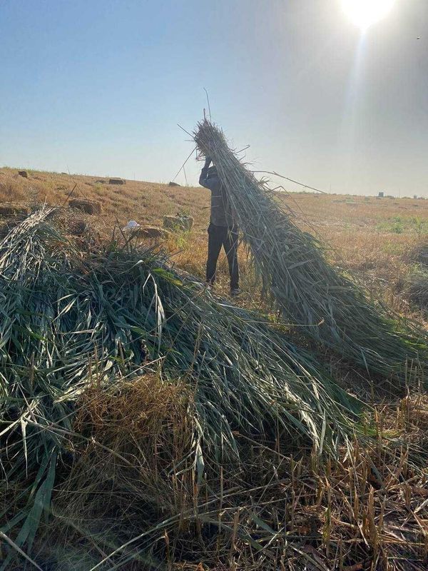 Qamishlar bor sotilad Qamishlar bor sotilad