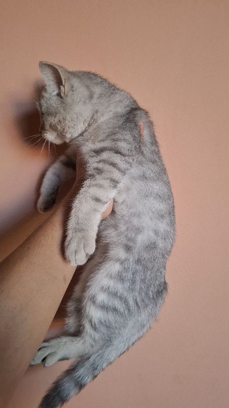 Mushuk sotiladi zotli