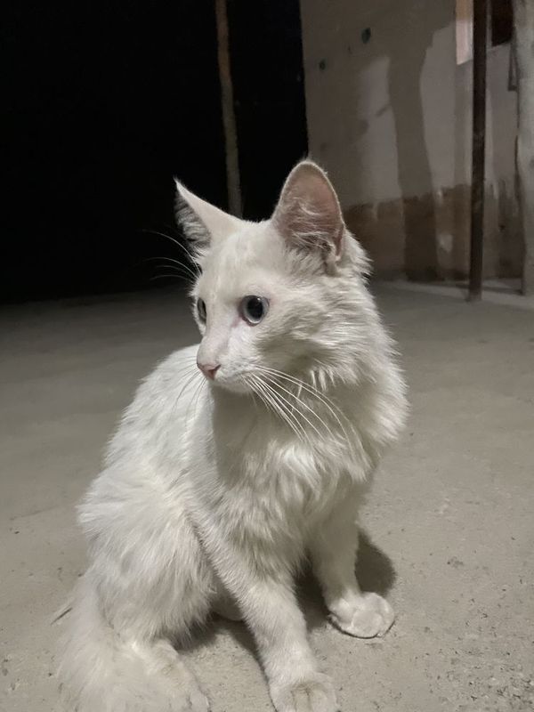 Turetskiy angora Turetskiy angora