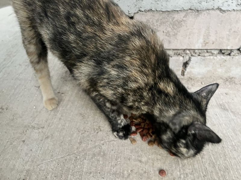 Chiroyli aqlli mushukchala hadyaga beriladi