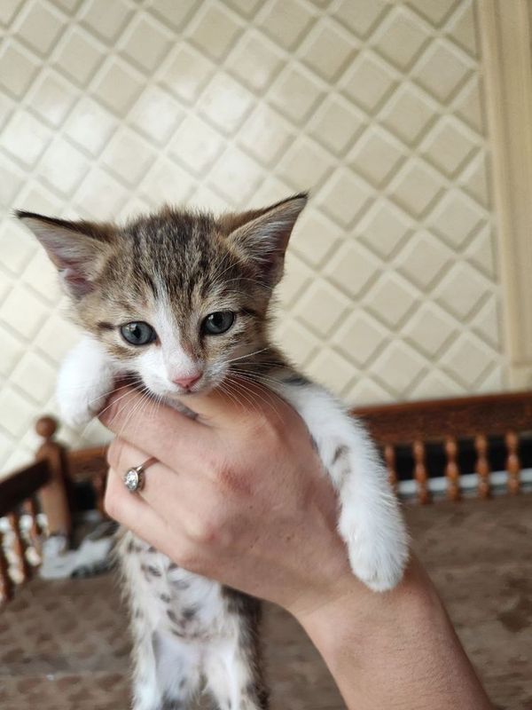 Mushu tekinga berladi Mushu tekinga berladi