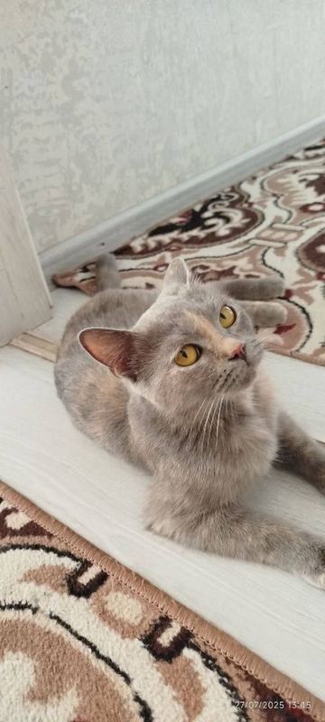 Mushuk zotli 1ta boʻlasi bor Mushuk zotli 1ta boʻlasi bor