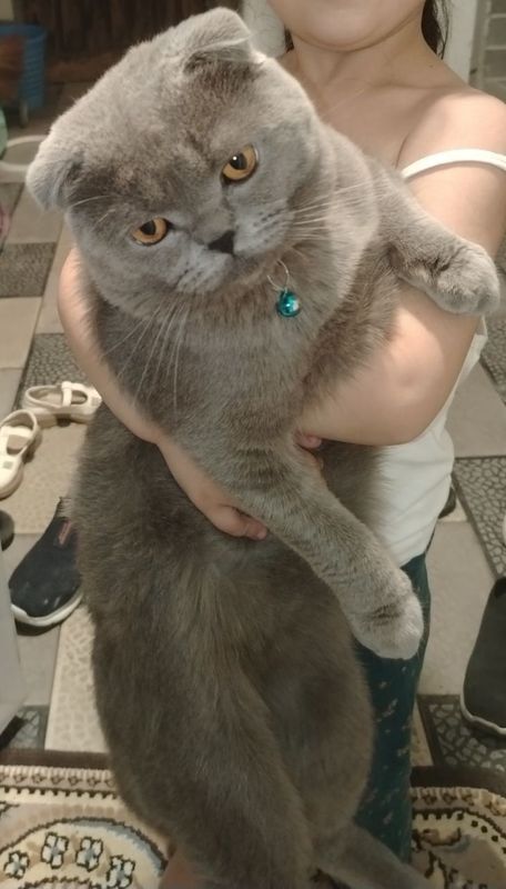 Вязка скоттиш фолд Вязка скоттиш фолд