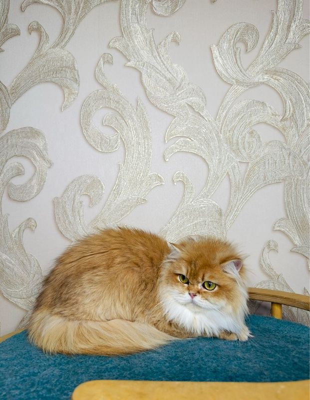 Британская шиншилла Британская шиншилла