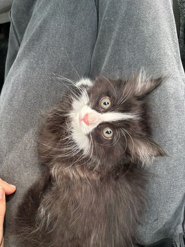 Котенок в добрые руки Котенок в добрые руки
