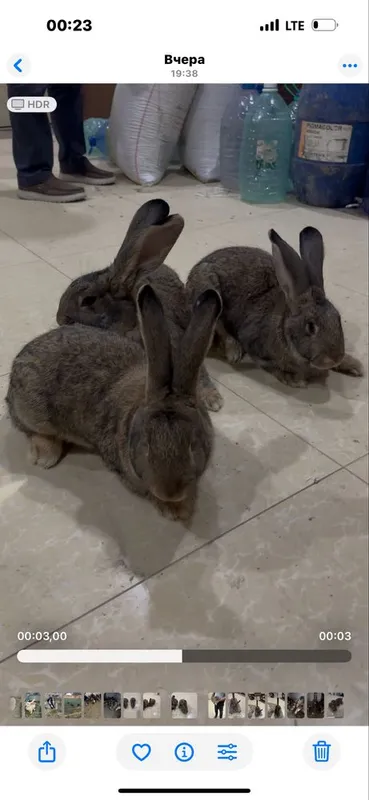 Фландер сотилади