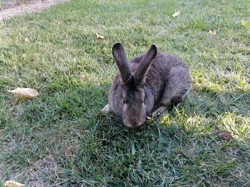 Quyon sotiladi Quyon sotiladi