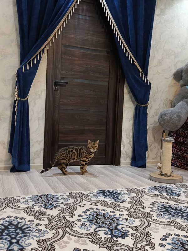 VIYASKAGA BENGAL‼️. ВИЯСКУ БЕНГАЛ‼️ VIYASKAGA BENGAL‼️. ВИЯСКУ БЕНГАЛ‼️