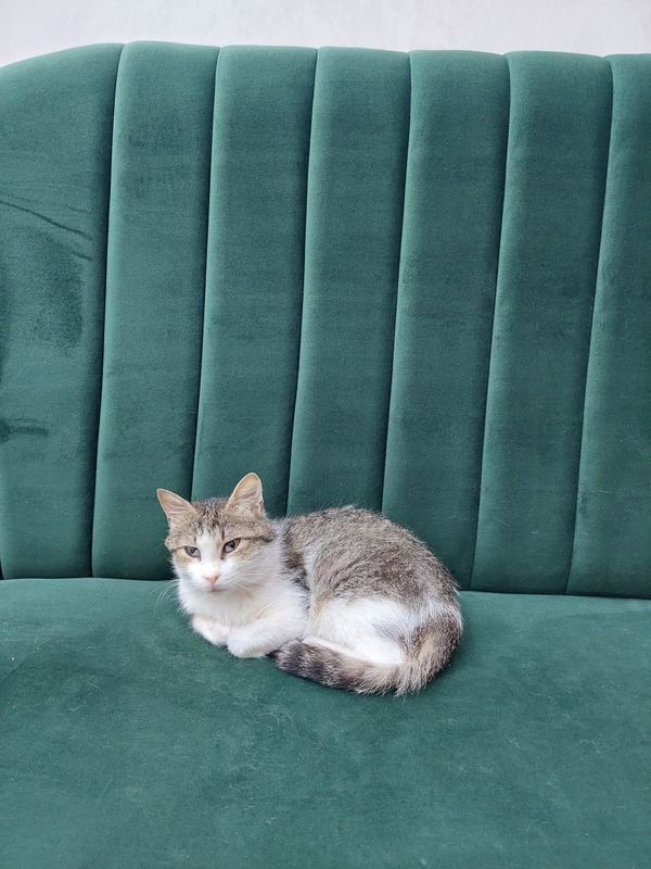 Котёнок девочка ласковая Котёнок девочка ласковая