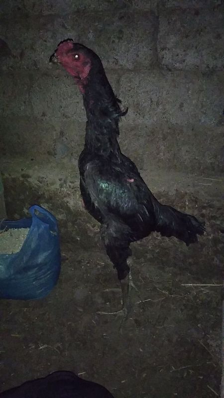 Dakan joja sotlad Dakan joja sotlad