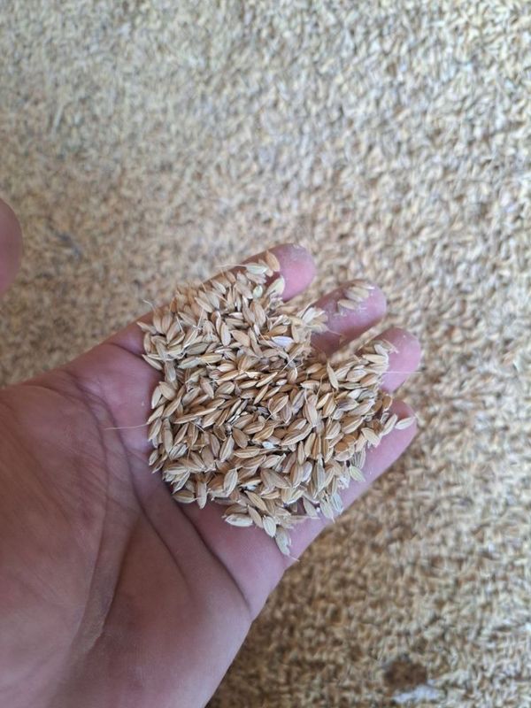 Sholi guliston 4500 som/kg