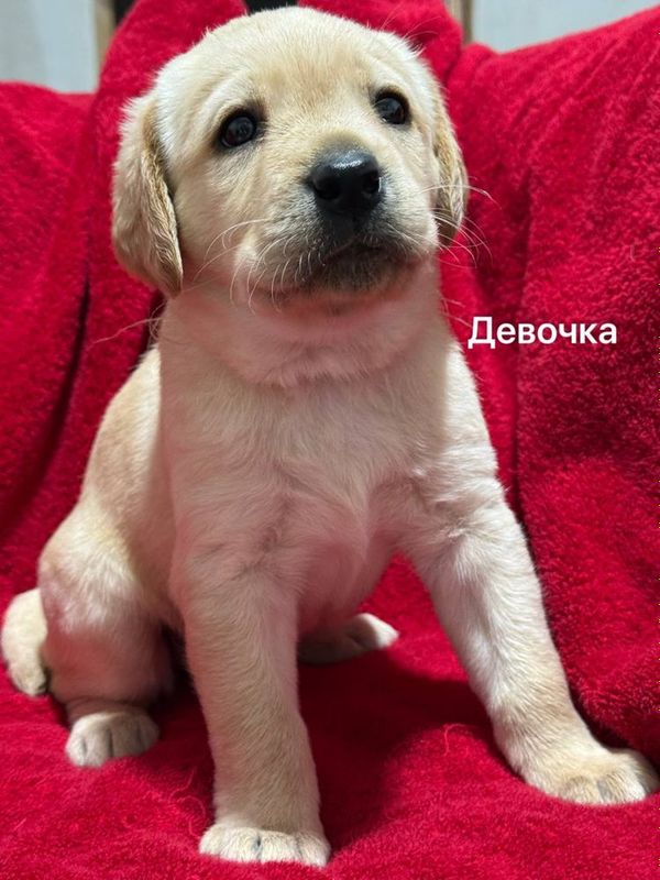 Продаются щенки ЛАБРОДОРА Продаются щенки ЛАБРОДОРА