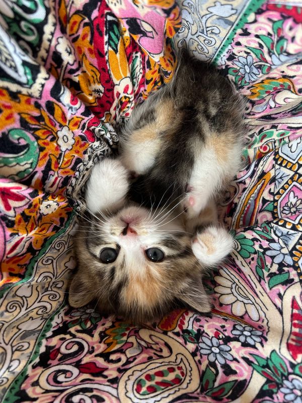 Котята лапочки деточки (на брон ) Котята лапочки деточки (на брон )