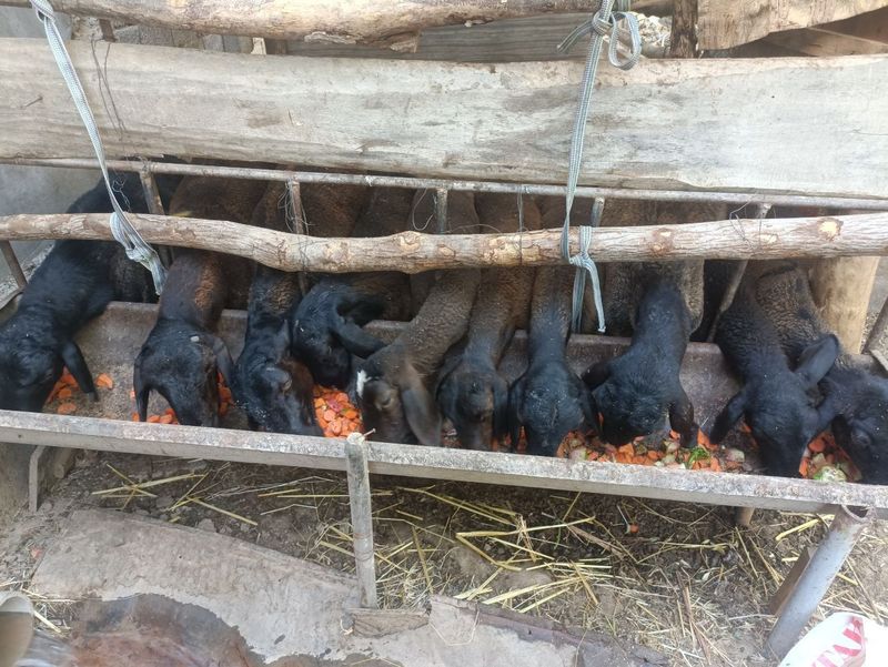 Boqma qóy bor 10 ta Boqma qóy bor 10 ta