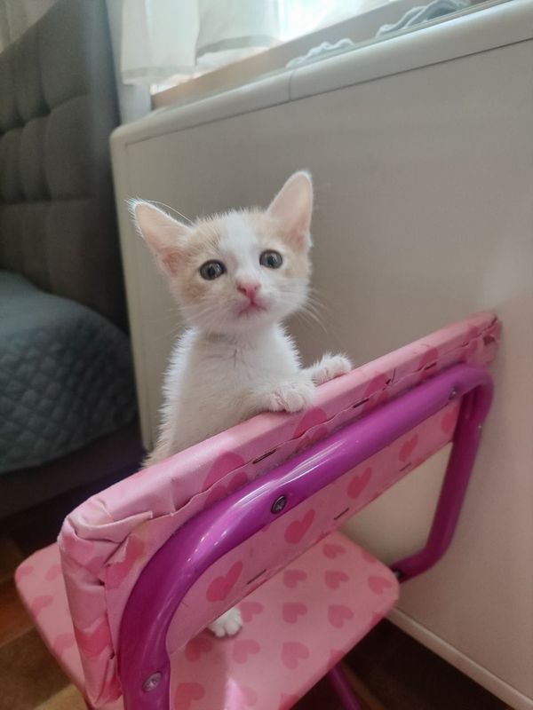Котенок в добрые руки Котенок в добрые руки