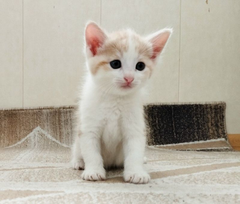 Отдам в добрые руки 3 кошки Отдам в добрые руки 3 кошки