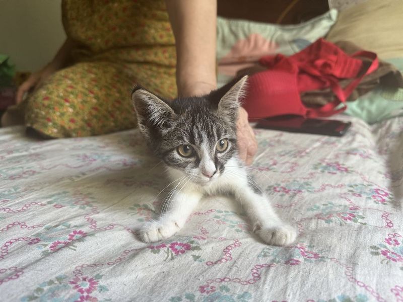 Маленький котёнок ищетуютный домик 200 тысячь очень умный ласковый ….. Маленький котёнок ищетуютный домик 200 тысячь очень умный ласковый …..
