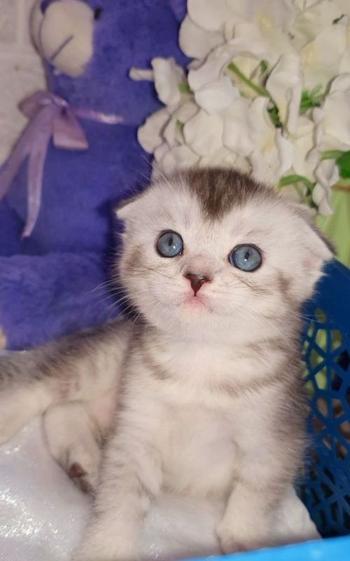 Котёнки серебрыстая шиншыла чысто кровные Котёнки серебрыстая шиншыла чысто кровные
