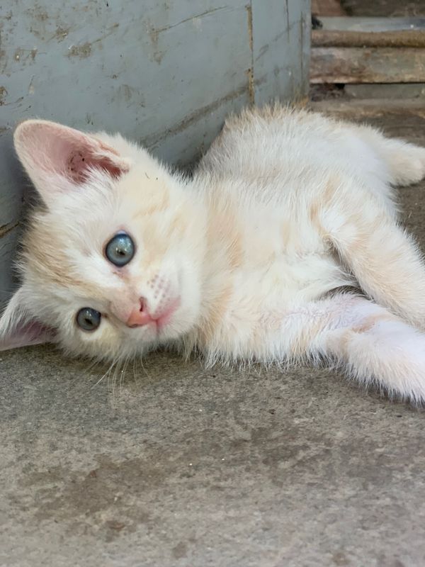 Котенок, 1,5 месяца