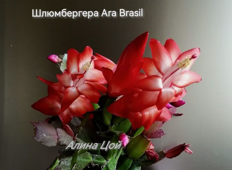 Сортовая шлюмбергера (декабрист) Сортовая шлюмбергера (декабрист)
