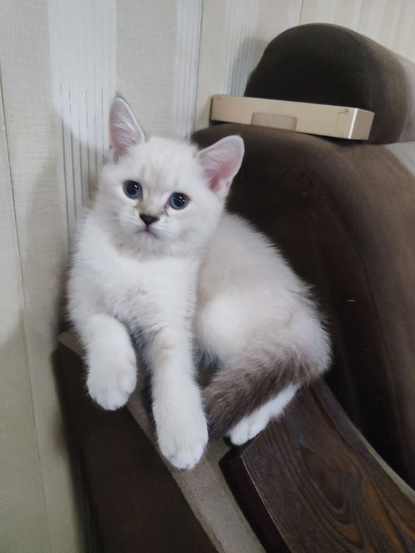 Britanskiy shinshila