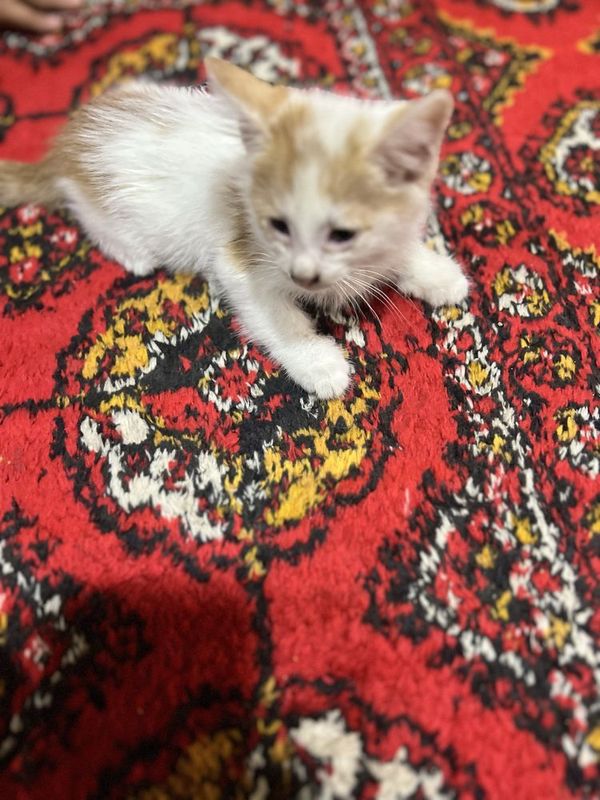 Mushuklar bepul beriladi