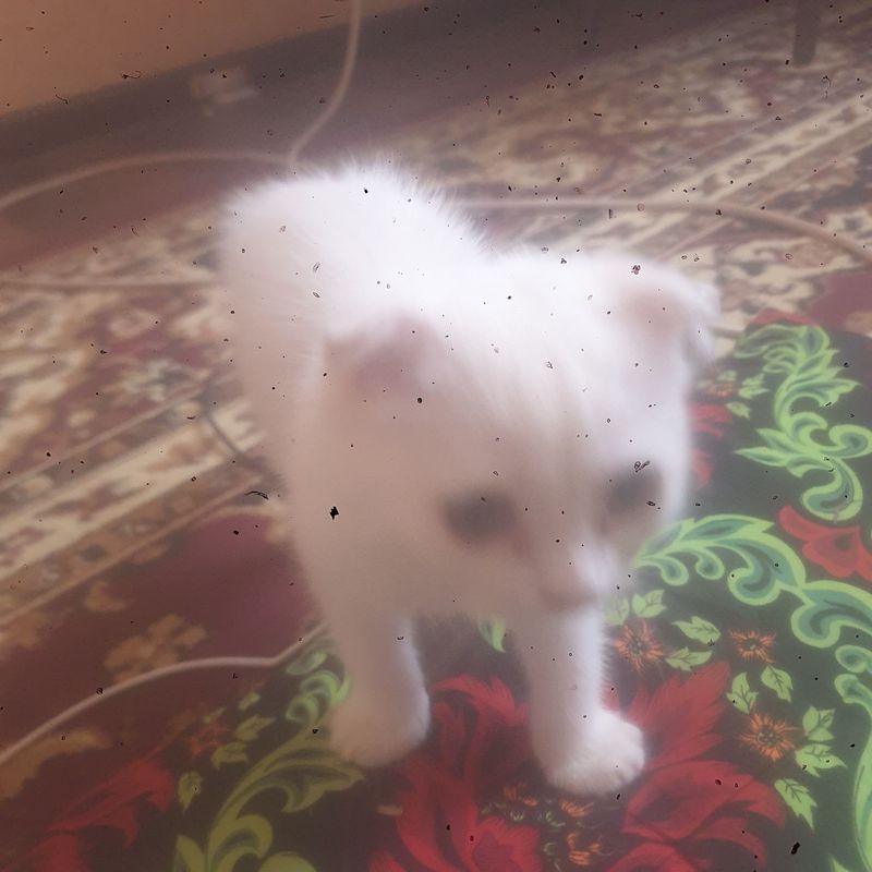 мушик