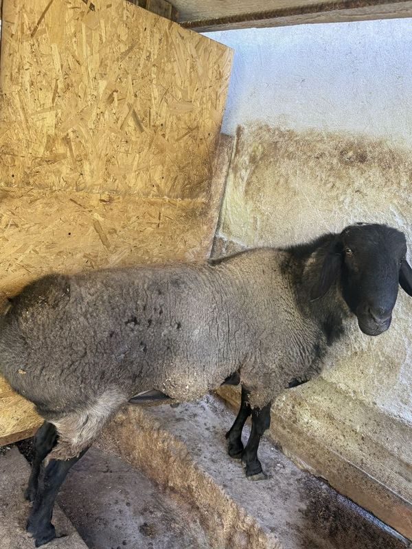 80 kg qoy sotiladi. 80 kg qoy sotiladi.