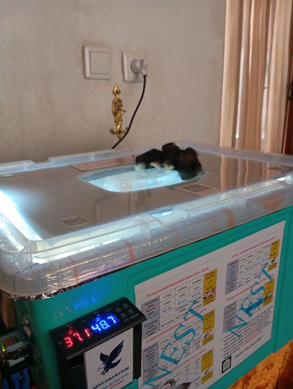 inkubator avtomatik 60 ta tuxum ketadi inkubator avtomatik 60 ta tuxum ketadi