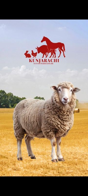 Kunjarachi qoy yemi Kunjarachi qoy yemi
