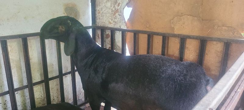 Куй лар сотилад Qo'ylar sotiladi qochqor Куй лар сотилад Qo'ylar sotiladi qochqor
