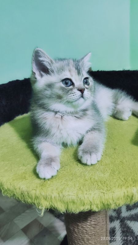 Котёнок скоттиш-страйт Котёнок скоттиш-страйт