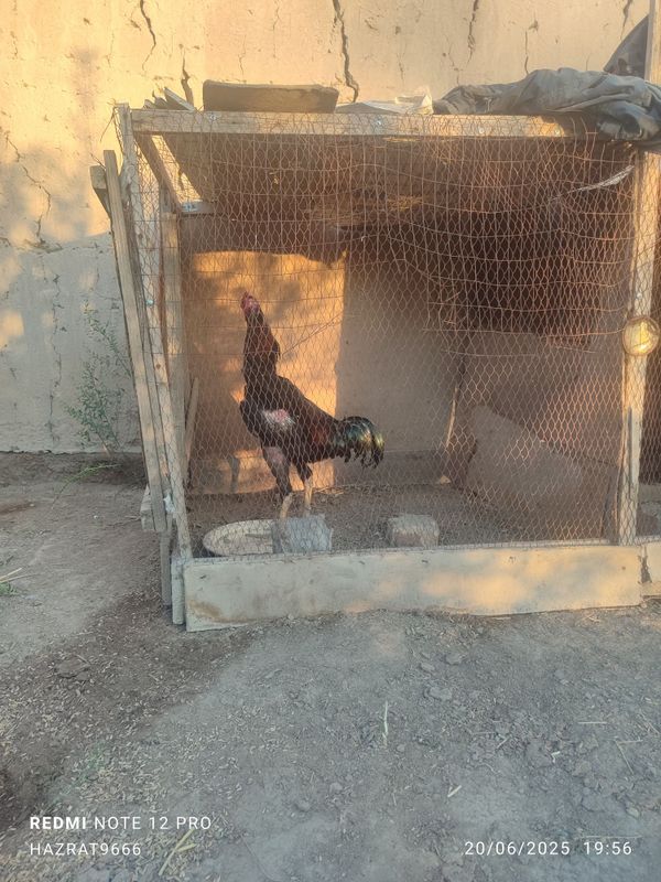 Xoroz sotiladi yoshina tólgan Xoroz sotiladi yoshina tólgan