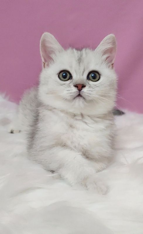 Серебро шиншилла мальчик Серебро шиншилла мальчик