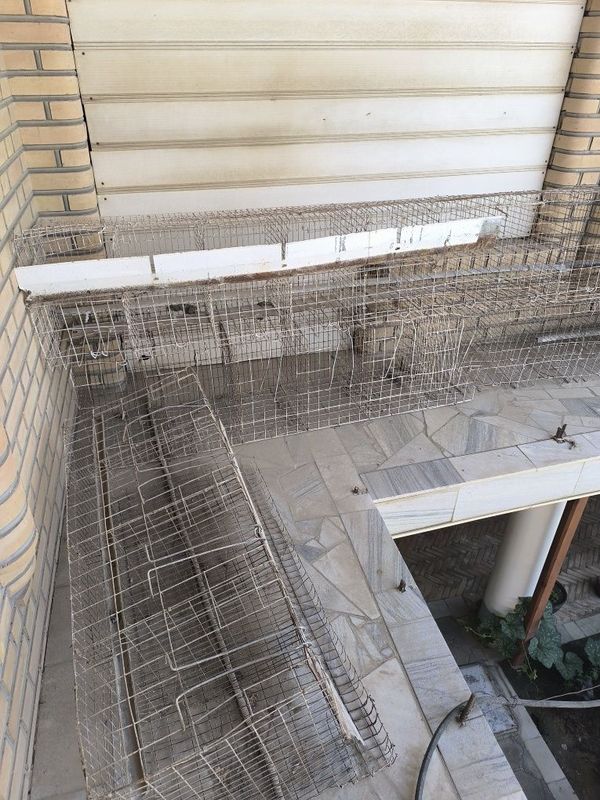Tovuq kattak oxri bilan Tovuq kattak oxri bilan