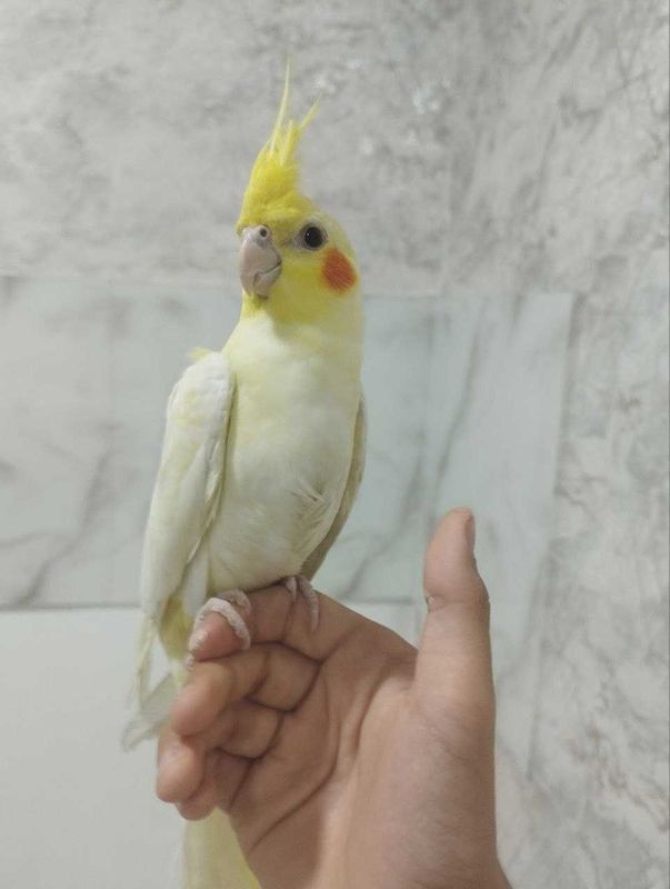 Продаются Ручной корела