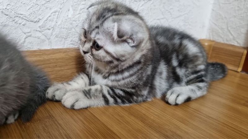 Продам котенка девочка Скотиш фолд, Бенгальского окраса! Продам котенка девочка Скотиш фолд, Бенгальского окраса!