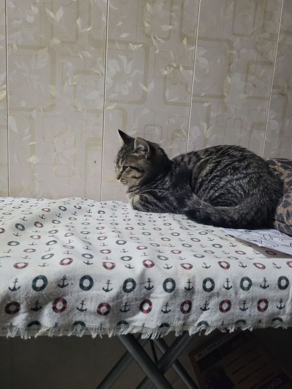 Домашние кошки чистые Домашние кошки чистые