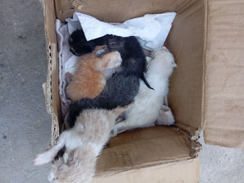Рождённые котята Рождённые котята