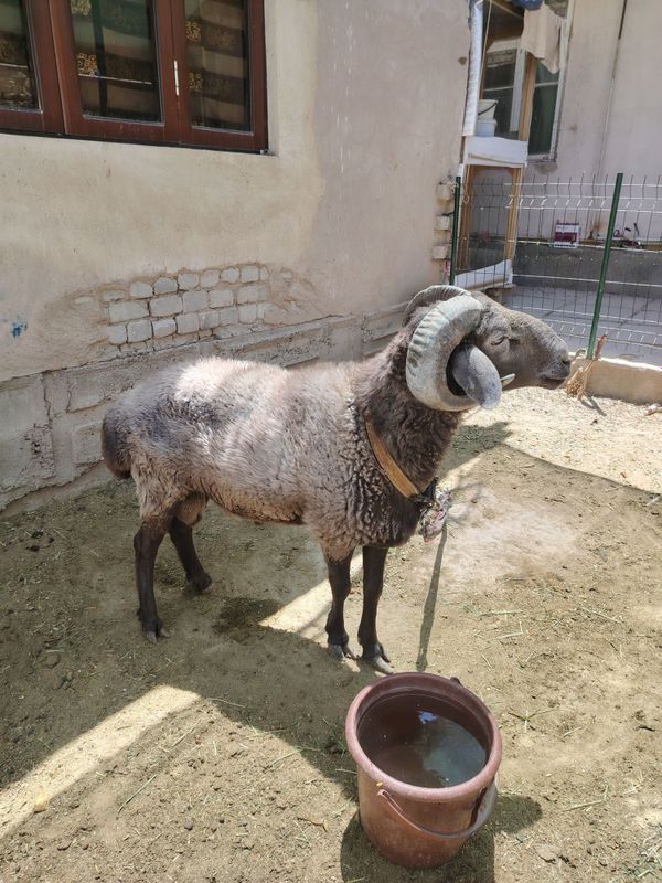 Qo'chqor sotiladi' Qo'chqor sotiladi'