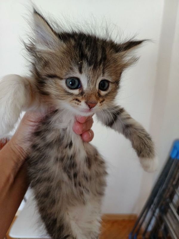 Великолепные домашние котята Великолепные домашние котята