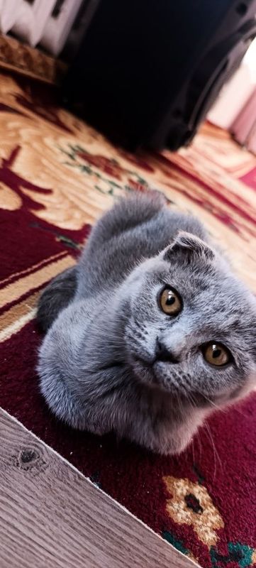 Mushukchalar sotiladi sogʻlom 100% toza zot britanskiy scottish fold