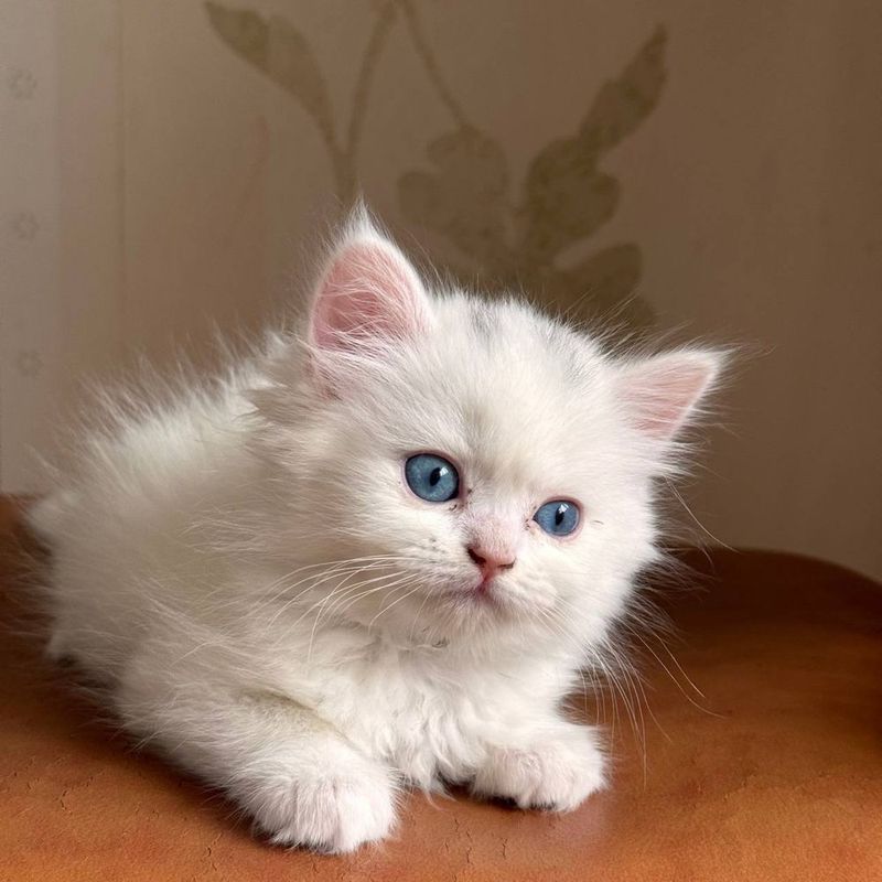 Срочно продаются котята породы Скоттиш Фолд Срочно продаются котята породы Скоттиш Фолд