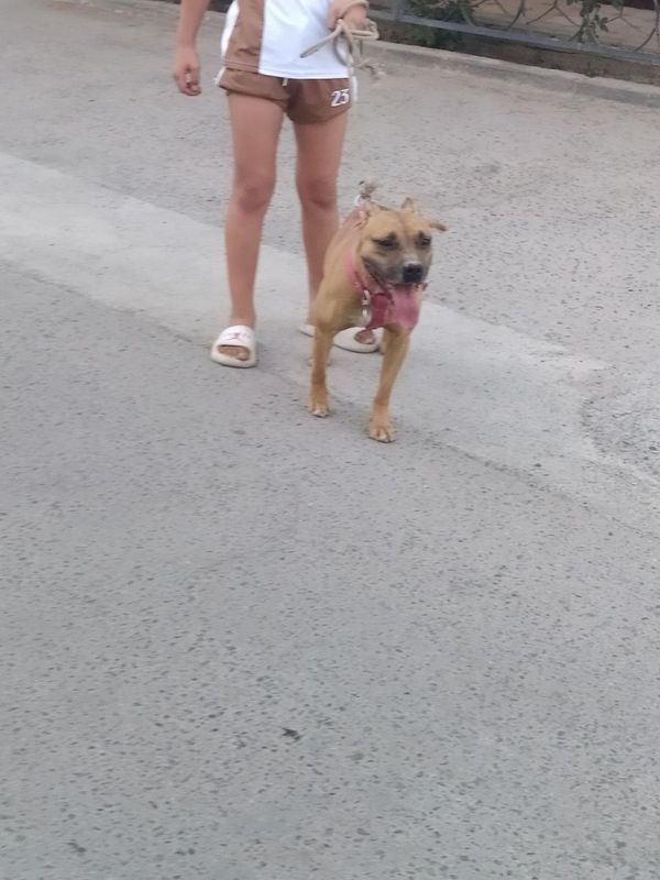 Pitbul sotiladi ayol