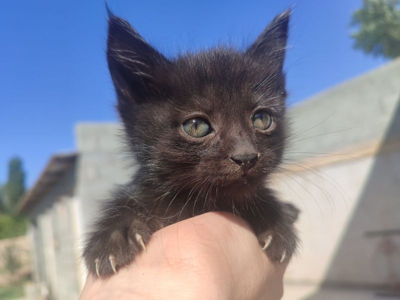 Котята. Родились месяц назад. Котята. Родились месяц назад.