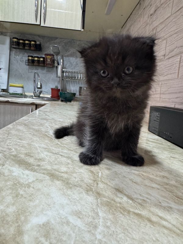 Продается котенек мальчик 2 месяца породистый скотиш фолд черный Продается котенек мальчик 2 месяца породистый скотиш фолд черный